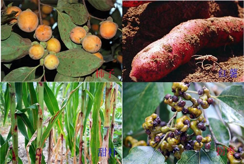 光環(huán)國際PMP